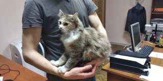 Отдам кошку, 9 месяцев, стирилизована