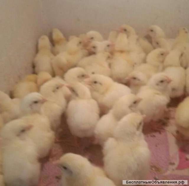 Цыплята бройлер суточные КОББ 500