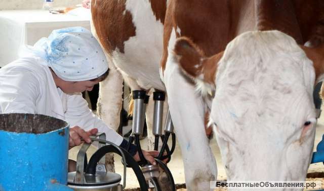 Оператор машинного доения (дояр)