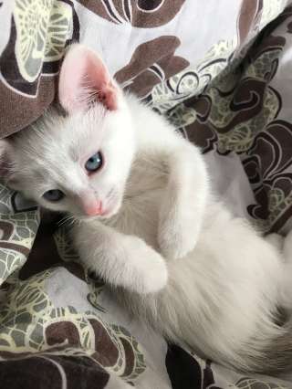 Шотландский кот (Страйт)
