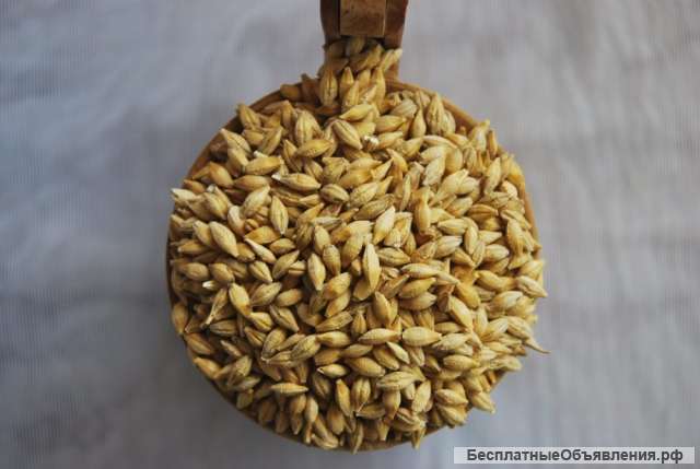 Ячмень пивоваренный