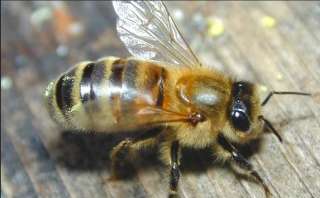 Пчеломатки, пчелопакеты