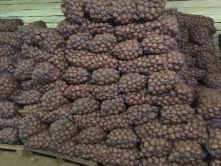 Семенной и продовольственный картофель оптом напрямую со склада КФХ Пензенской области