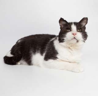 Котик Маркиз ищет дом
