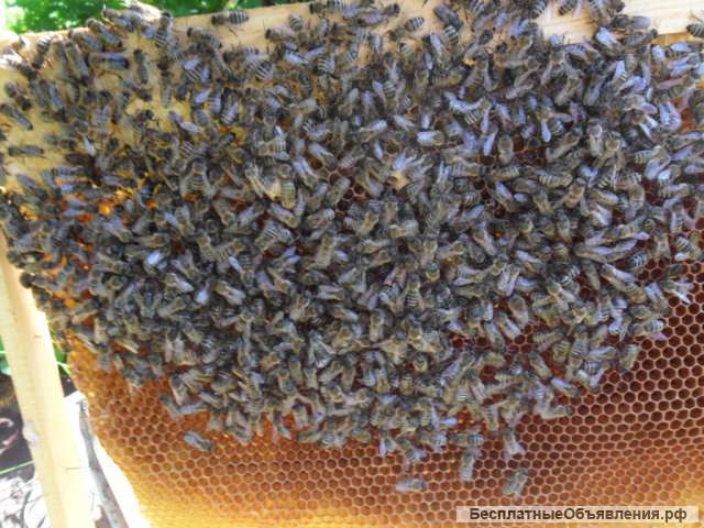 Пчёлы и пчелопакеты карпатские в Иванове