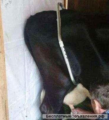 Антибрык для коров (Германия)