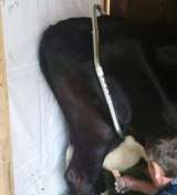 Антибрык для коров (Германия)