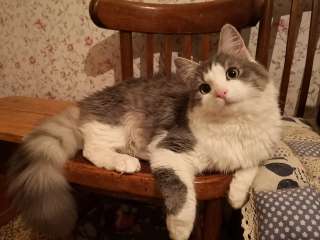 Милый котик Ёжик в добрые руки