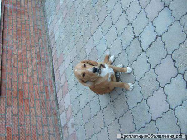 Лабрадор-ретривер