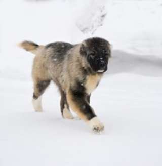 Высокопородный, крупный и костистый щенок кавказской овчарки с редкими кровями
