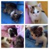 Котята ищут дом