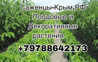 Саженцы-Крым.рф