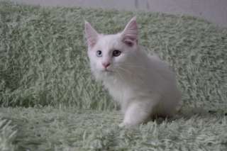 Котик породы мейн-кун