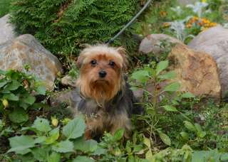 Йоркширского терьера щенок