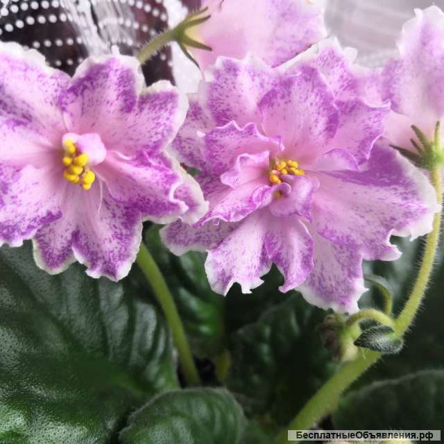 Сортовые цветущие фиалки