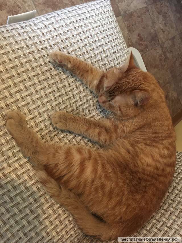 Отдам кота в добрые руки