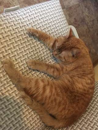 Отдам кота в добрые руки