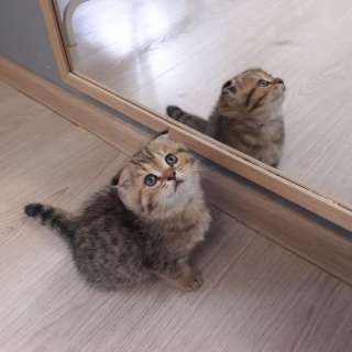 Шотландская кошечка