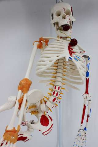 Модель "Скелета человека 85 см" (Гнущийся позвоночник + раскрашенные кости.)