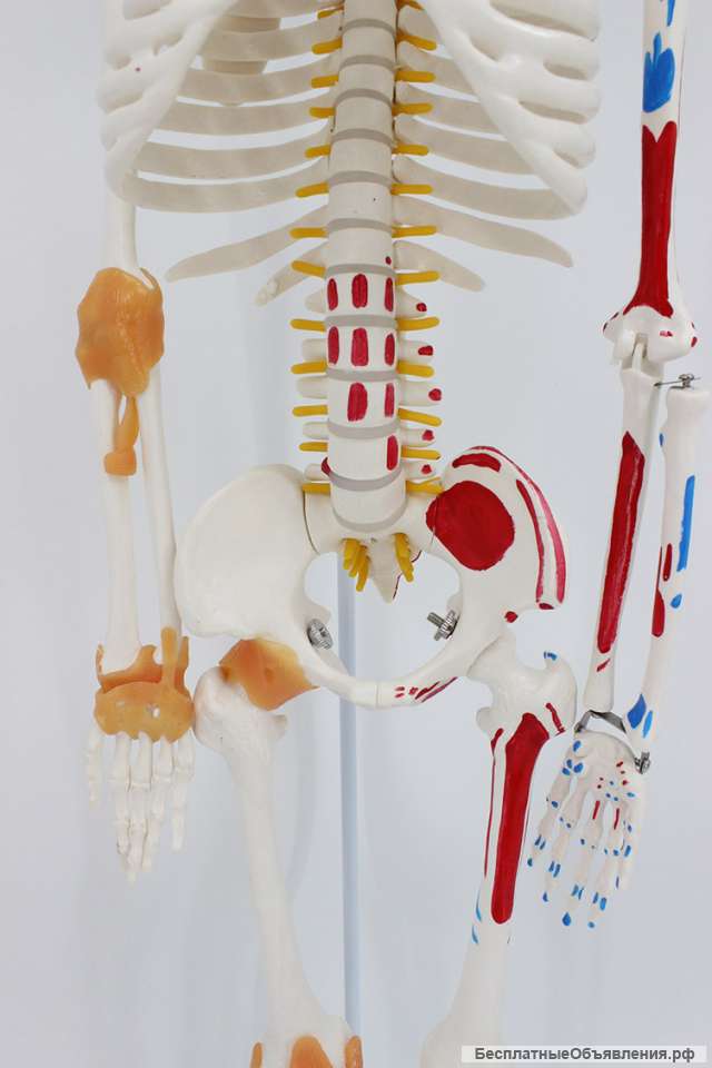 Модель "Скелета человека 85 см" (Гнущийся позвоночник + раскрашенные кости.)