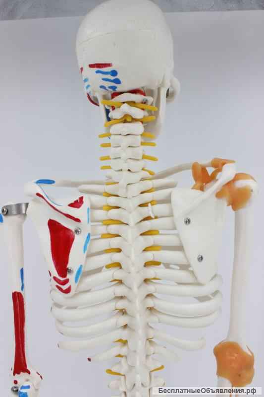 Модель "Скелета человека 85 см" (Гнущийся позвоночник + раскрашенные кости.)