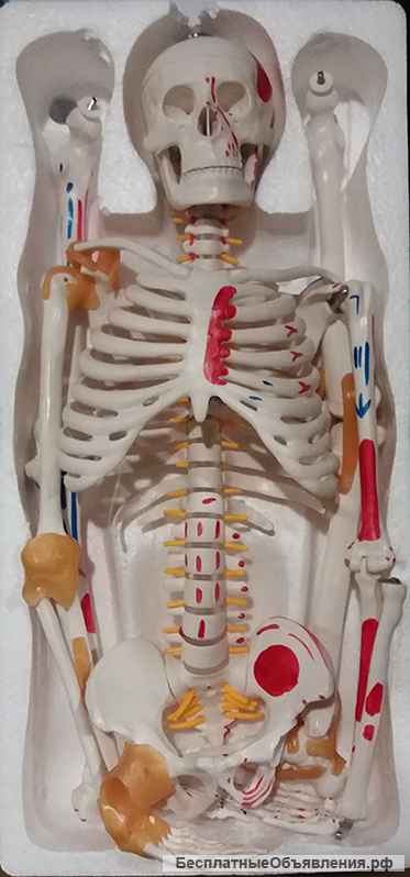 Модель "Скелета человека 85 см" (Гнущийся позвоночник + раскрашенные кости.)