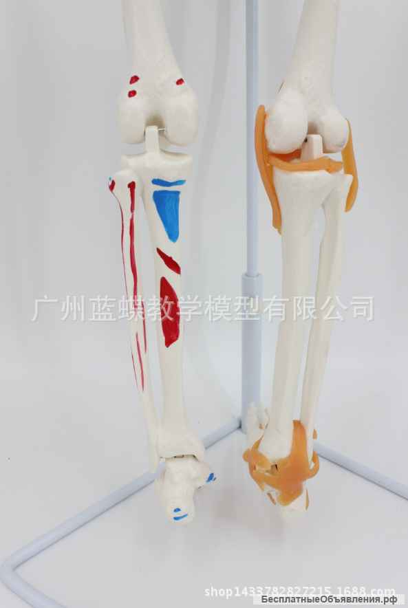 Модель "Скелета человека 85 см" (Гнущийся позвоночник + раскрашенные кости.)