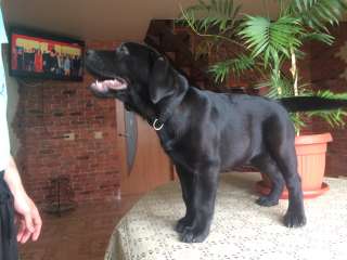 Чистокровные щенки породы лабрадор-ретривер