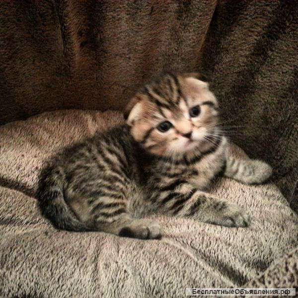 Шотландские котята: 2 мальчика и 2 девочки