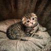 Шотландские котята: 2 мальчика и 2 девочки