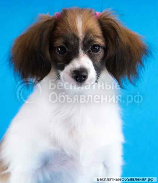 Щеночки редкой породы