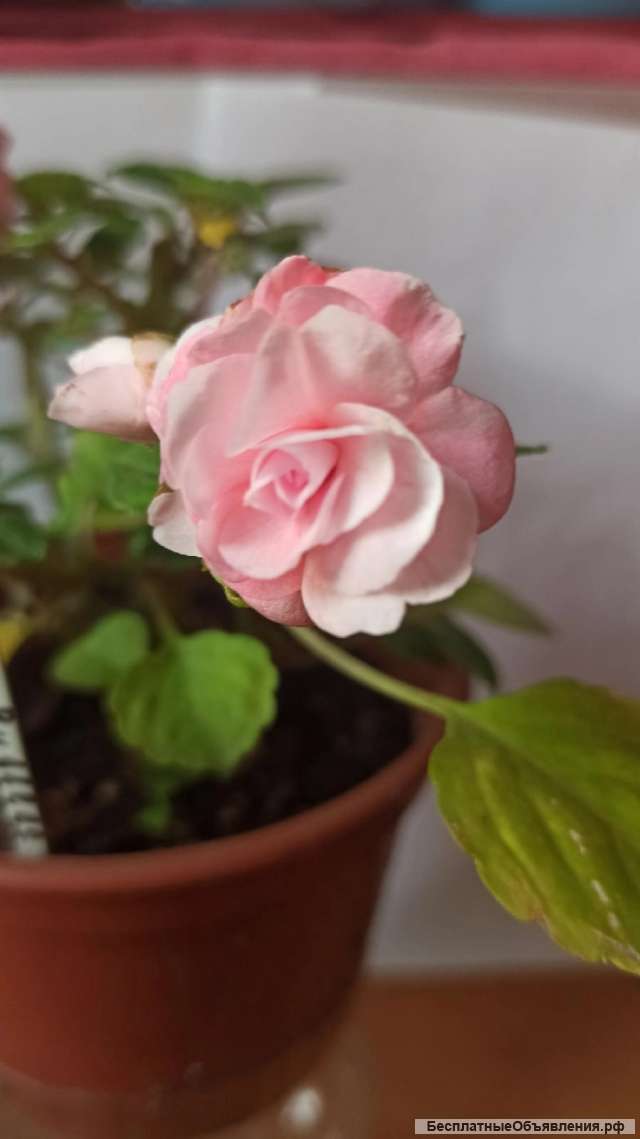 Комнатные цветы