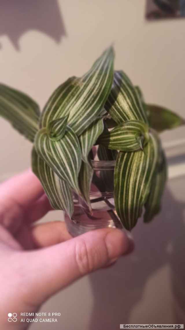 Комнатные цветы