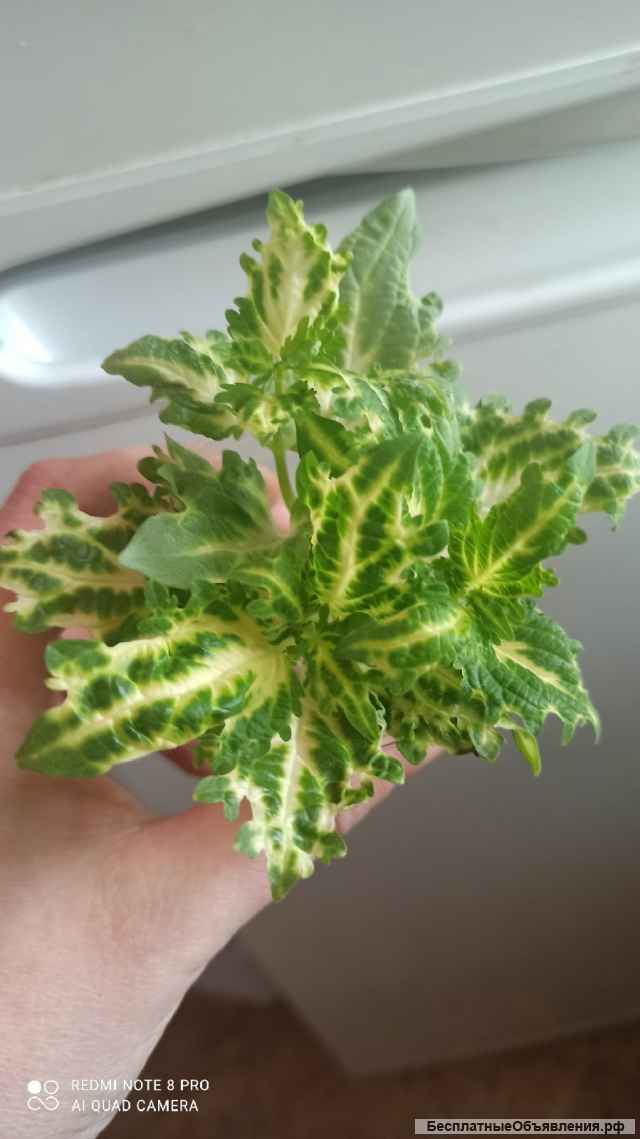 Комнатные цветы