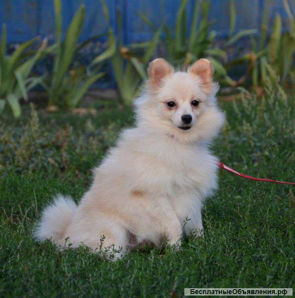 Кремовый мальчик малый шпиц