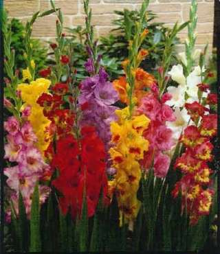 Гладиолусы - смесь сортов - 10 луковиц