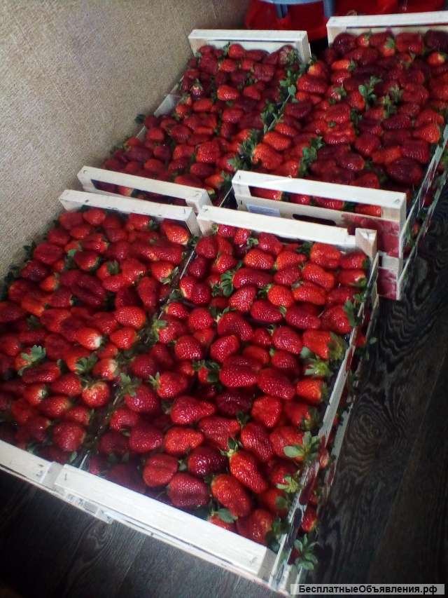 Свежая клубника