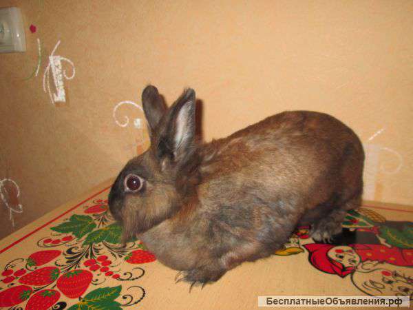 Кролик и морская свинка