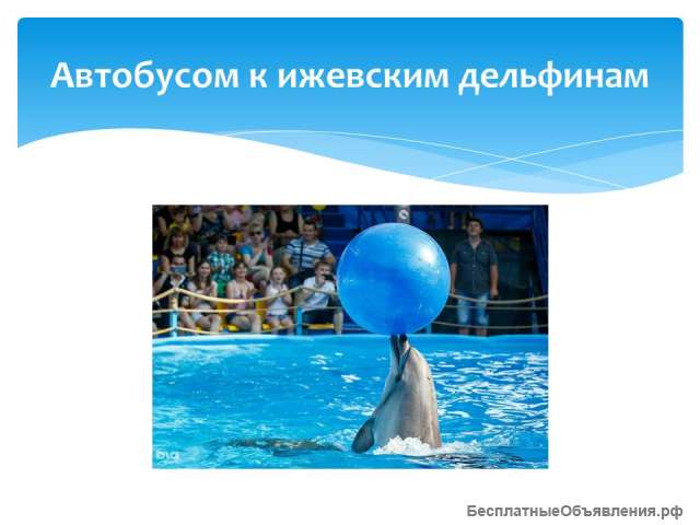 Экскурсия в гости к Дельфинам/ЦО018