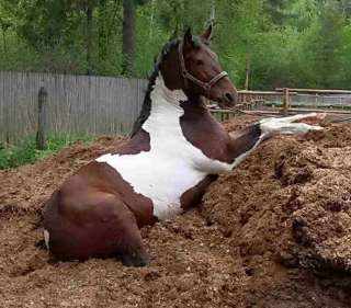 Конский перепревший навоз, навалом с доставкой