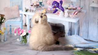 Шотландские котятабратишки фолд и страйт