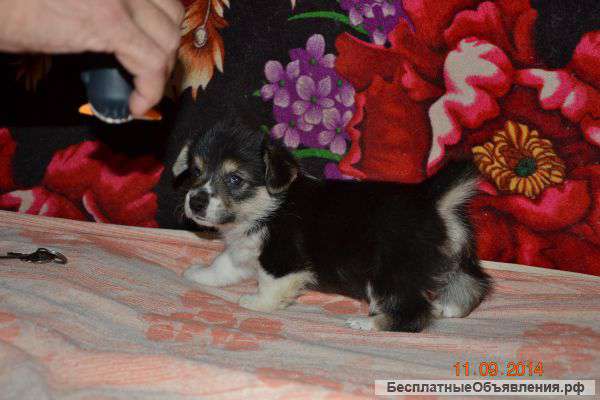 Эксклюзивного щенка вельш корги пемброк