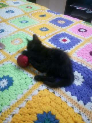 Черные котята девочки 1.5 месяца