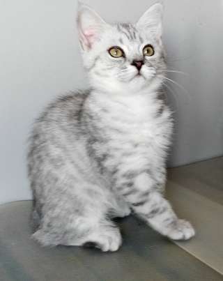 Шотландский котик серебристое пятно