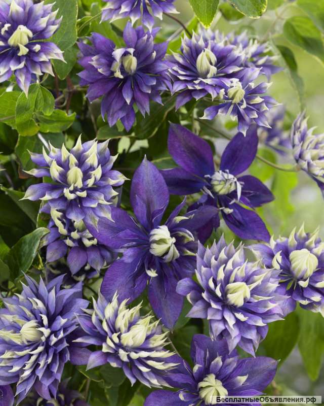 Клематис Тайга и Масао