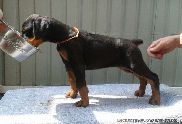 Щенки добермана из питом.Кипинг Квайт(ФЦИ)