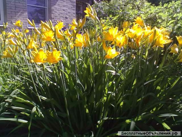 Садовый лилейник и ирисы