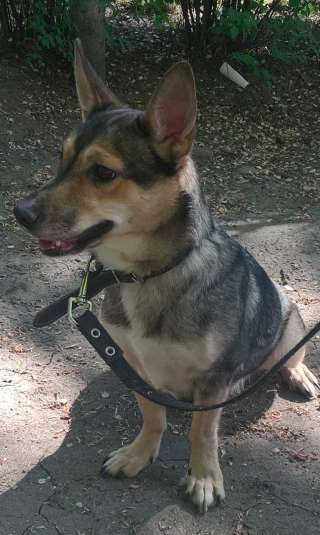 Отдам собаку