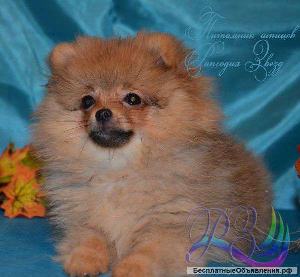 Забавные пушистики (померанский шпиц)
