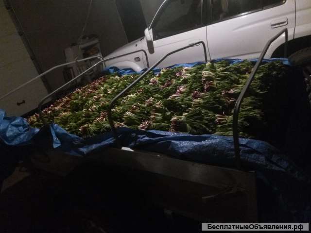 Калба (Черемша)